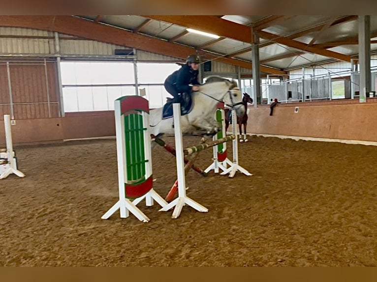 El poni de silla polaco Mestizo Yegua 9 años 143 cm Tordo in BochumBochum