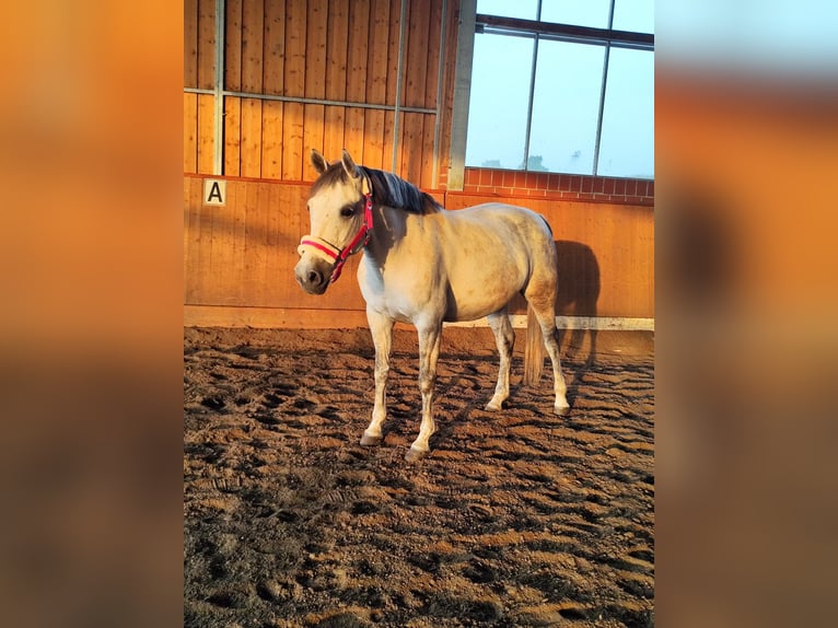 El poni de silla polaco Mestizo Yegua 9 años 143 cm Tordo in BochumBochum