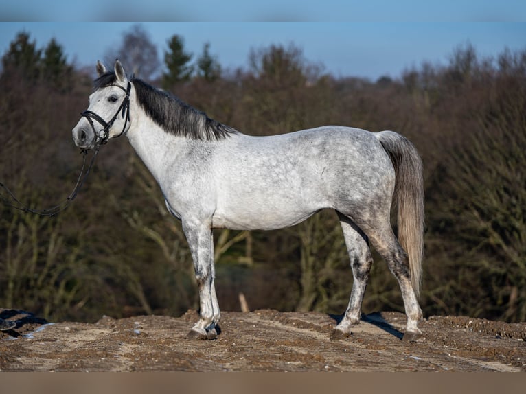 El poni de silla polaco Mestizo Yegua 9 años 144 cm Tordo in Bochum