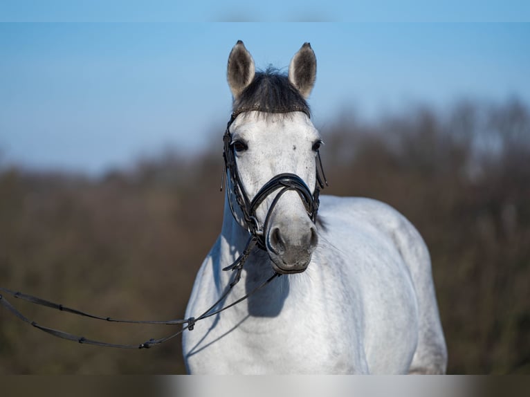 El poni de silla polaco Mestizo Yegua 9 años 144 cm Tordo in Bochum