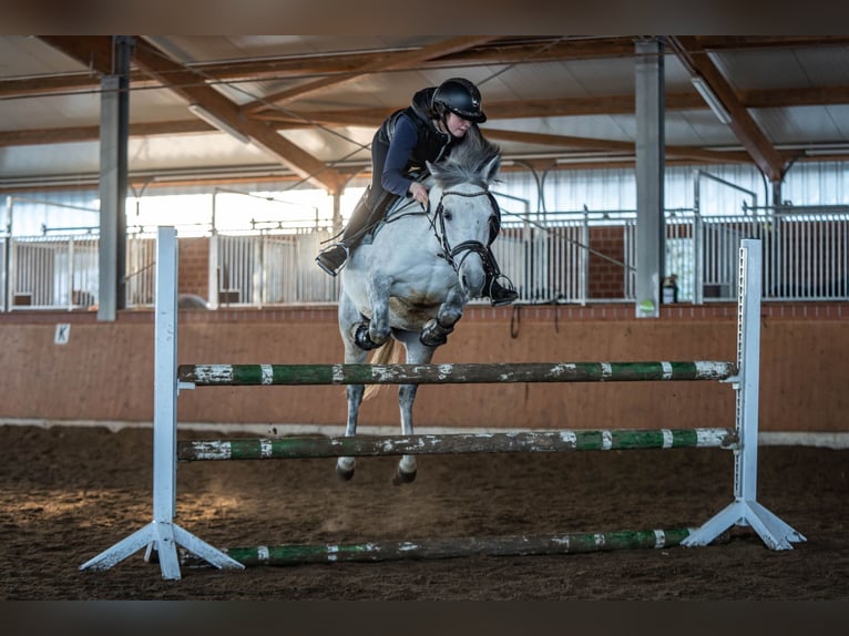 El poni de silla polaco Mestizo Yegua 9 años 144 cm Tordo in Bochum