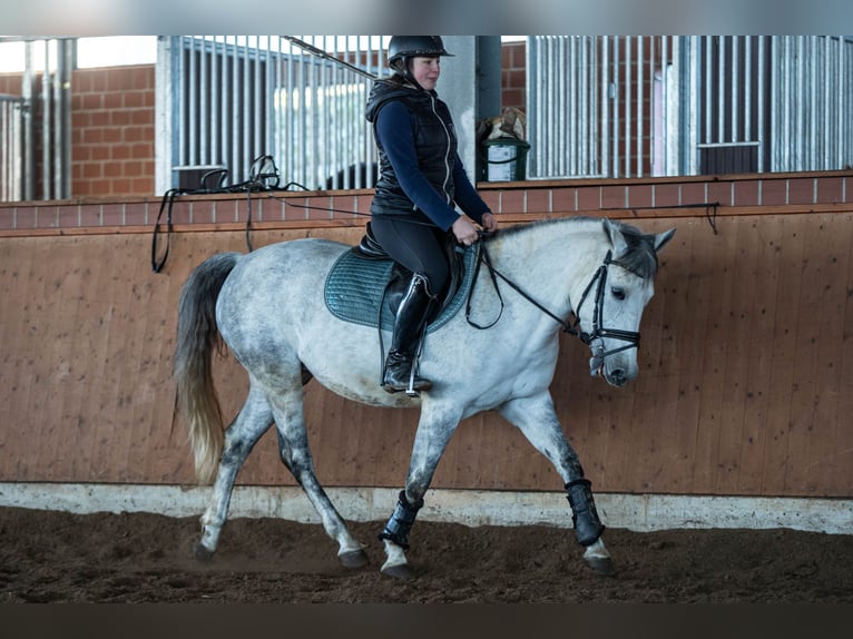 El poni de silla polaco Mestizo Yegua 9 años 144 cm Tordo in Bochum