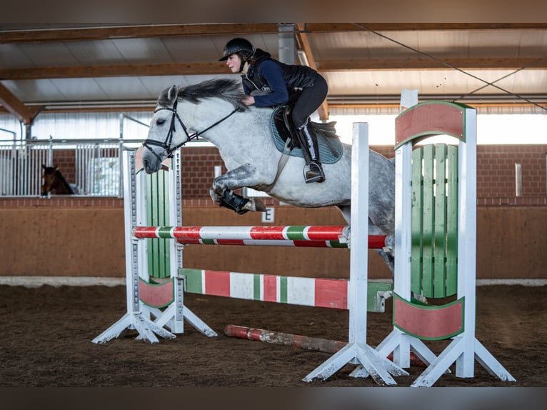 El poni de silla polaco Mestizo Yegua 9 años 144 cm Tordo in Bochum