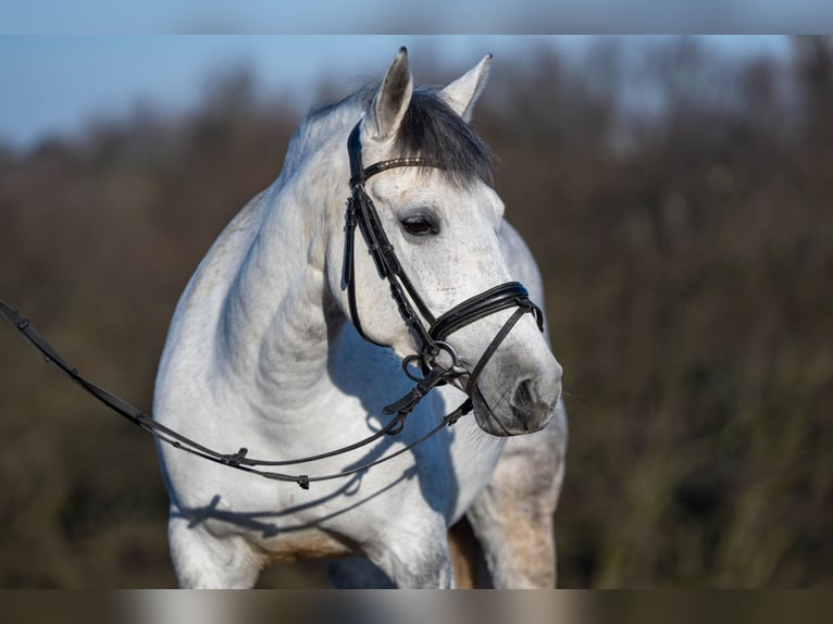 El poni de silla polaco Mestizo Yegua 9 años 144 cm Tordo in Bochum