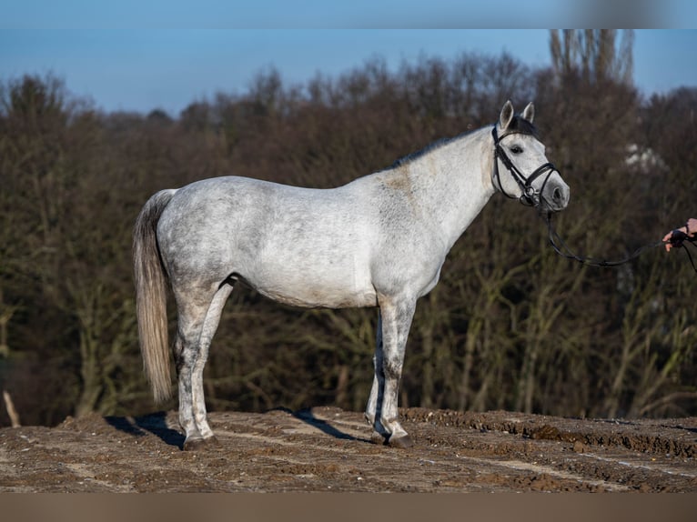 El poni de silla polaco Mestizo Yegua 9 años 144 cm Tordo in Bochum