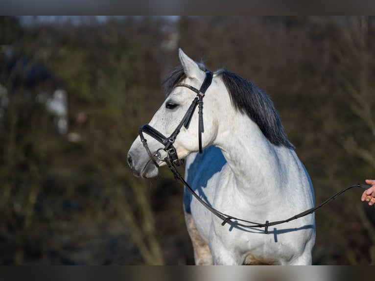 El poni de silla polaco Mestizo Yegua 9 años 144 cm Tordo in Bochum