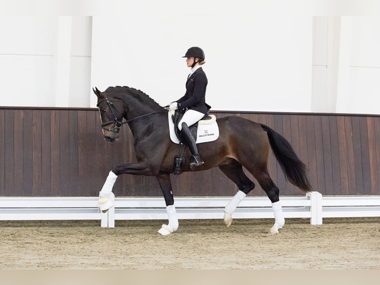 ELASTIC Westphalian Stallion in Vodskov ELASTIC Westphalian Stallion in Vodskov