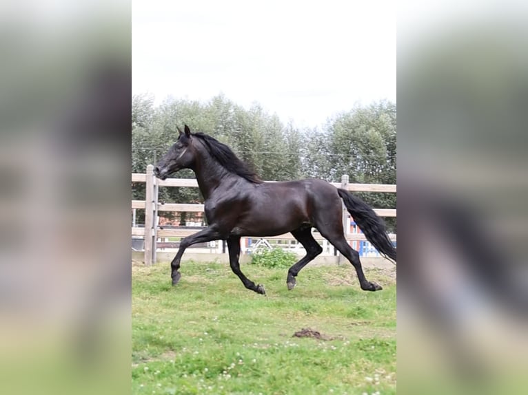 Elite Del Jarama PRE Hengst Rappe in Ieper