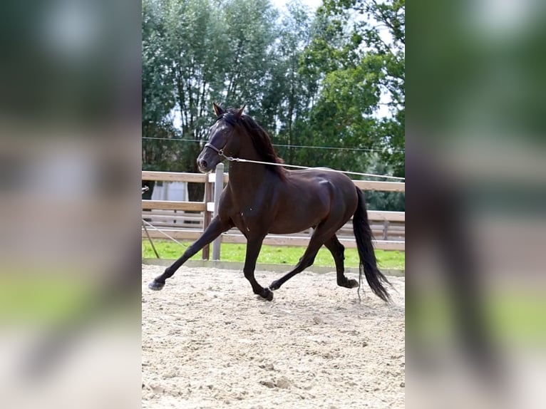 Elite Del Jarama PRE Hengst Rappe in Ieper