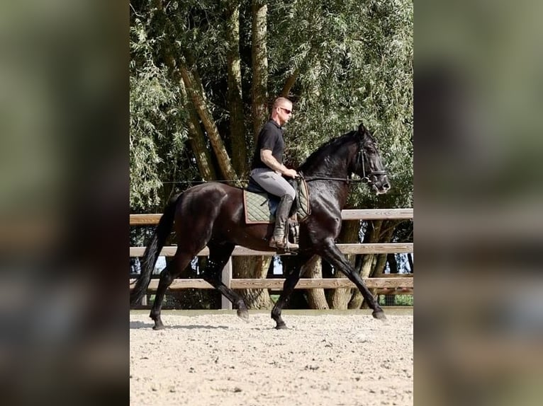 Elite Del Jarama PRE Hengst Rappe in Ieper