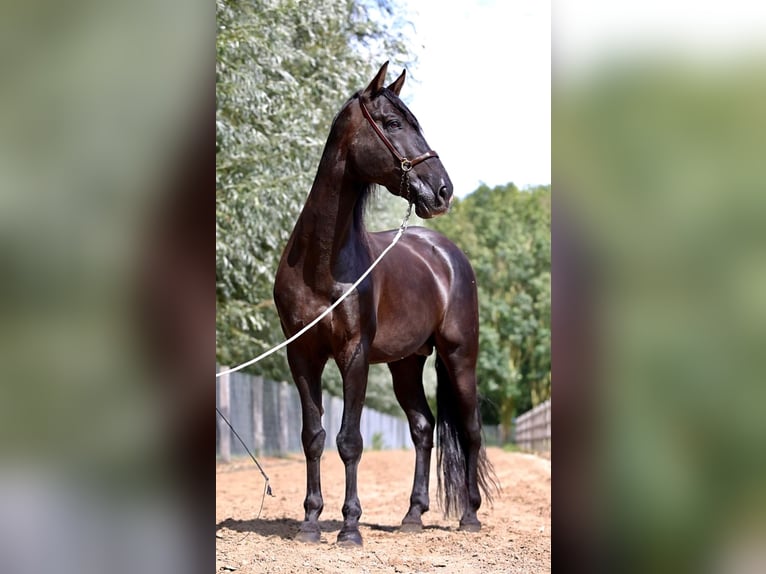 Elite Del Jarama PRE Stallion Black in Ieper