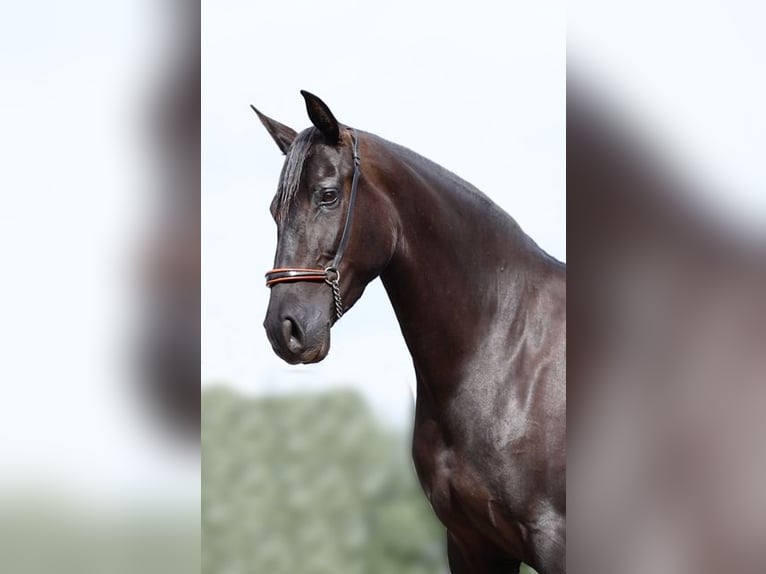 Elite Del Jarama PRE Stallion Black in Ieper