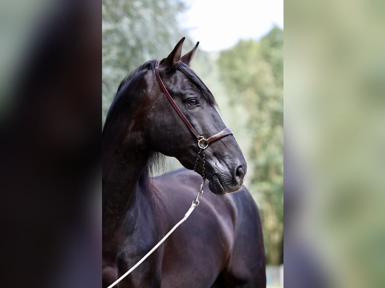 Elite Del Jarama PRE Stallion Black in Ieper