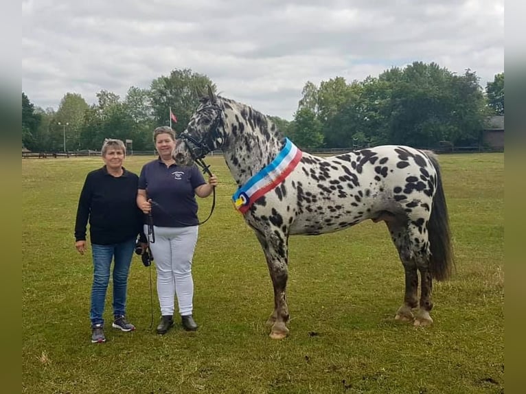Elite Hengst THORGAL VON EIDERSTEDT Knabstrup Stallion Leopard-Piebald in Oeversee