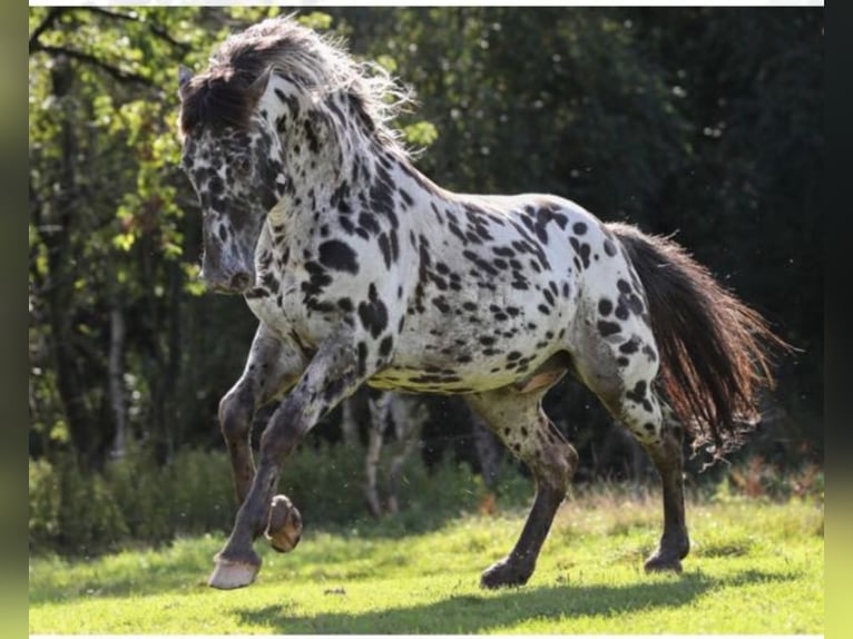 Elite Hengst THORGAL VON EIDERSTEDT Knabstrup Stallion Leopard-Piebald in Oeversee