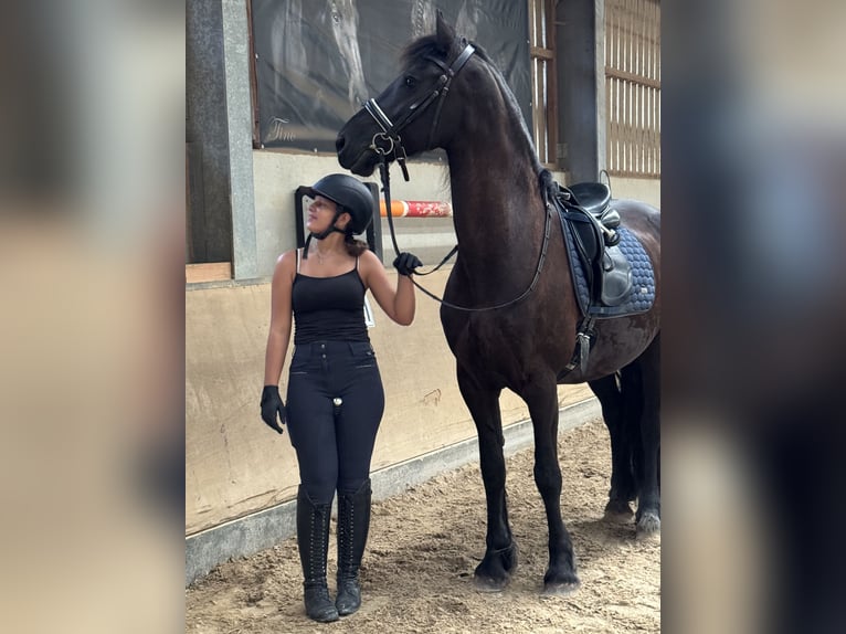 Emma such Reitbeteiligung