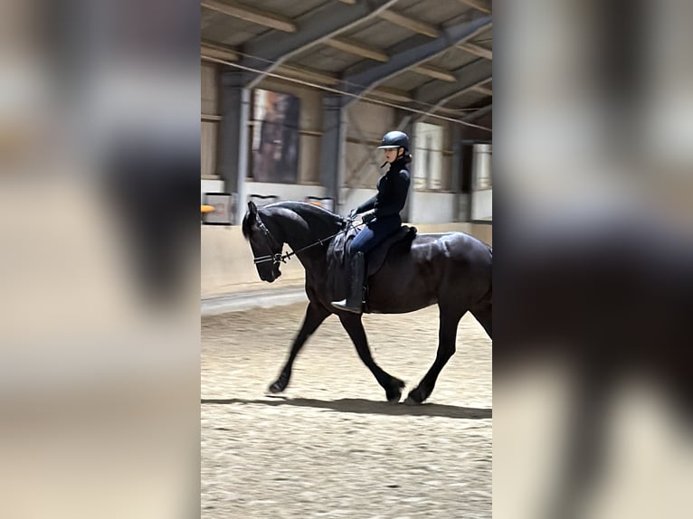 Emma such Reitbeteiligung