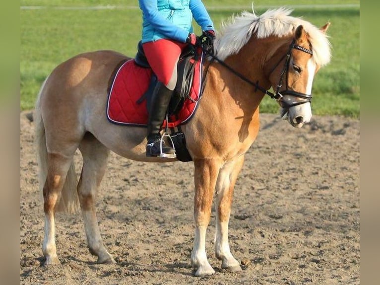 Engagierte Reiterin sucht Reitbeteiligung an einem Pferd