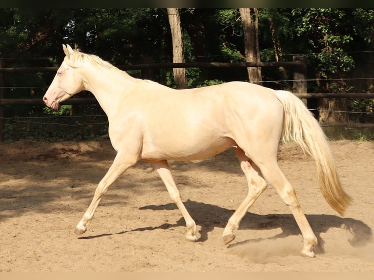 Engels volbloed Hengst 10 Jaar 157 cm Cremello in Beaumont pied-de-boeuf