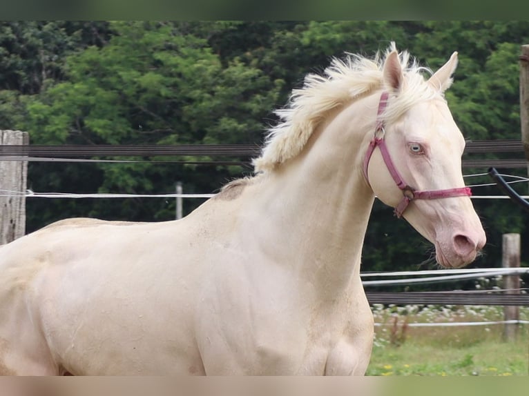 Engels volbloed Hengst 11 Jaar 157 cm Cremello in Beaumont pied-de-boeuf