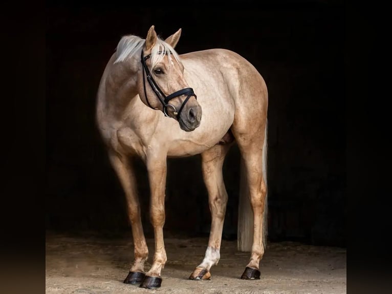 Engels volbloed Hengst 12 Jaar 168 cm Palomino in St. Martin im Mühlkreis