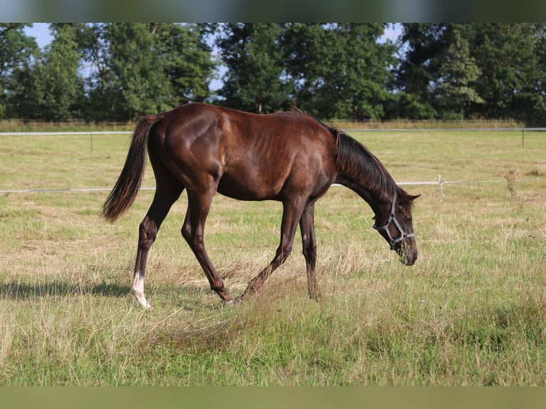 Engels volbloed Hengst 1 Jaar 150 cm Donkerbruin in Perleberg