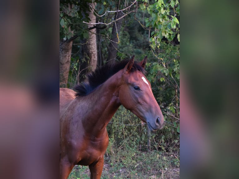 Engels volbloed Hengst 1 Jaar 158 cm Roodbruin in Vác