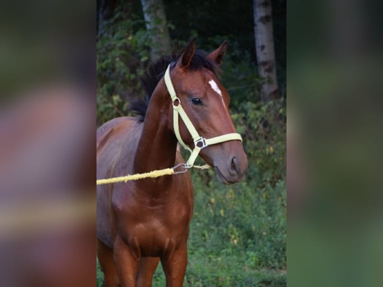 Engels volbloed Hengst 1 Jaar 158 cm Roodbruin in Vác