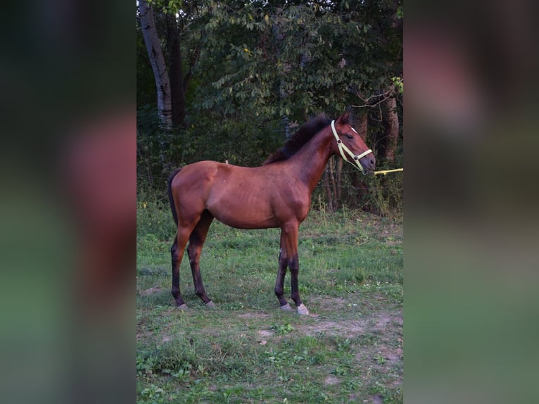 Engels volbloed Hengst 1 Jaar 158 cm Roodbruin in Vác