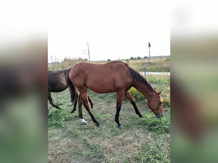 Engels volbloed Hengst 1 Jaar 160 cm Bruin in Cieszków