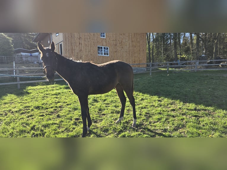 Engels volbloed Hengst 1 Jaar Bruin in Neustadt an der Orla