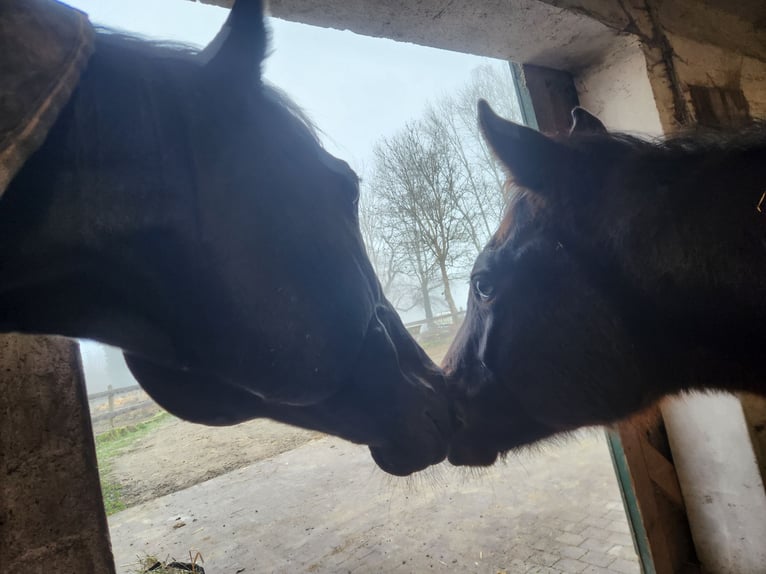 Engels volbloed Hengst 1 Jaar Bruin in Homberg (Efze)