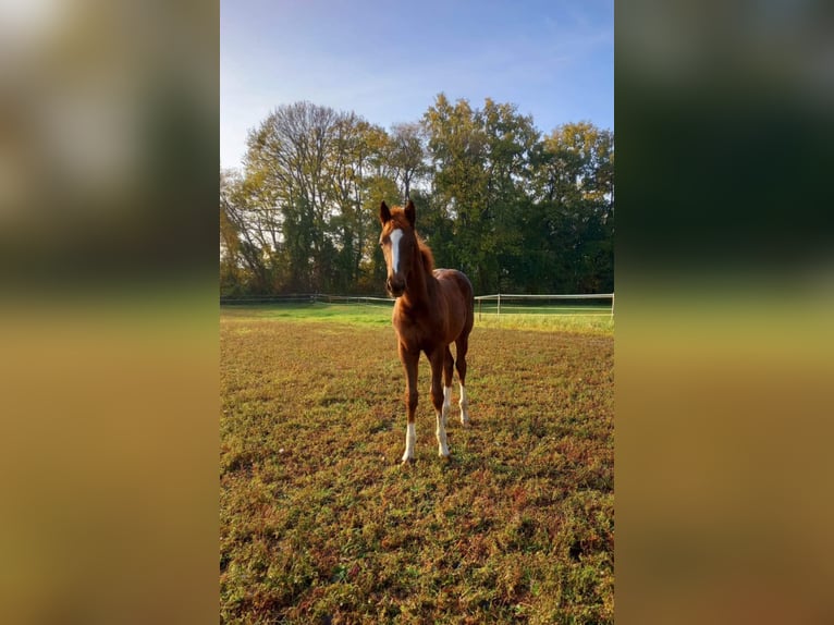 Engels volbloed Hengst 1 Jaar Vos in Nymburk