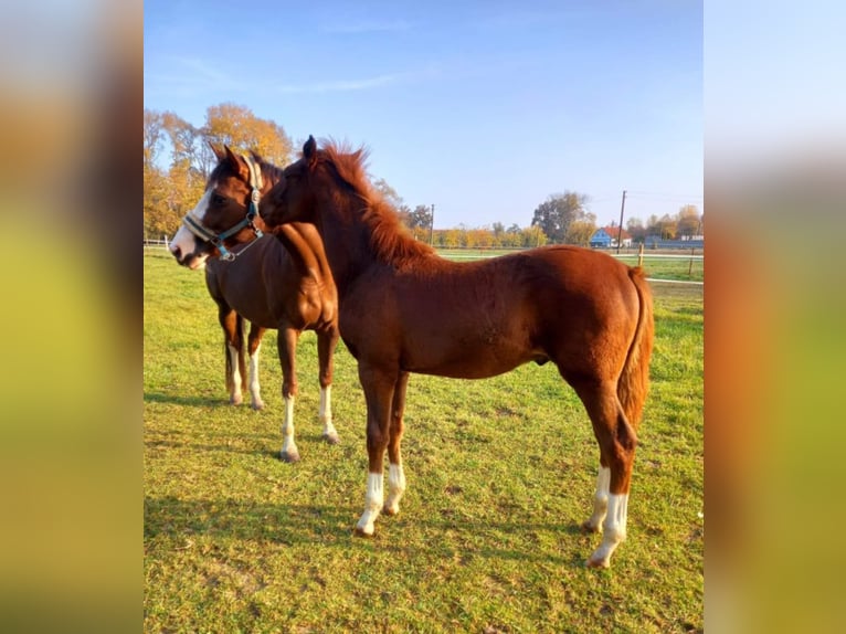 Engels volbloed Hengst 1 Jaar Vos in Nymburk