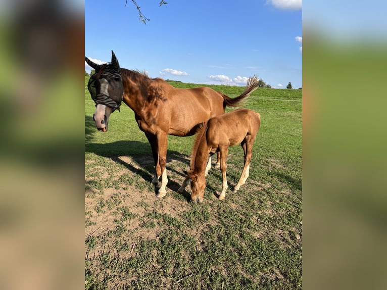 Engels volbloed Hengst 2 Jaar 160 cm Vos in Grimma