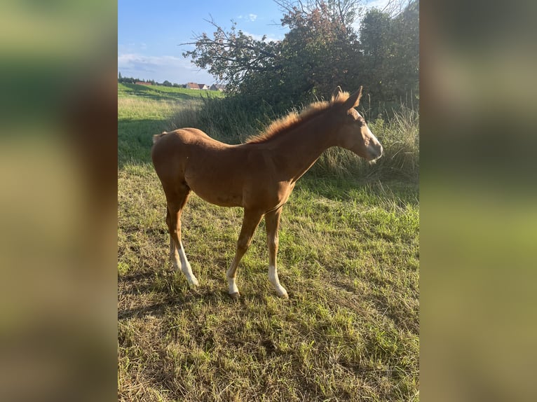 Engels volbloed Hengst 2 Jaar 160 cm Vos in Grimma