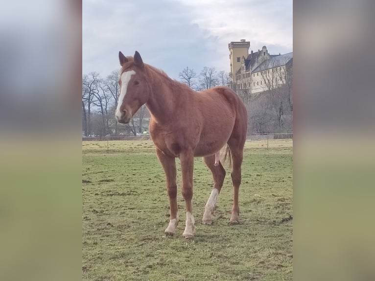 Engels volbloed Hengst 2 Jaar 160 cm Vos in Grimma