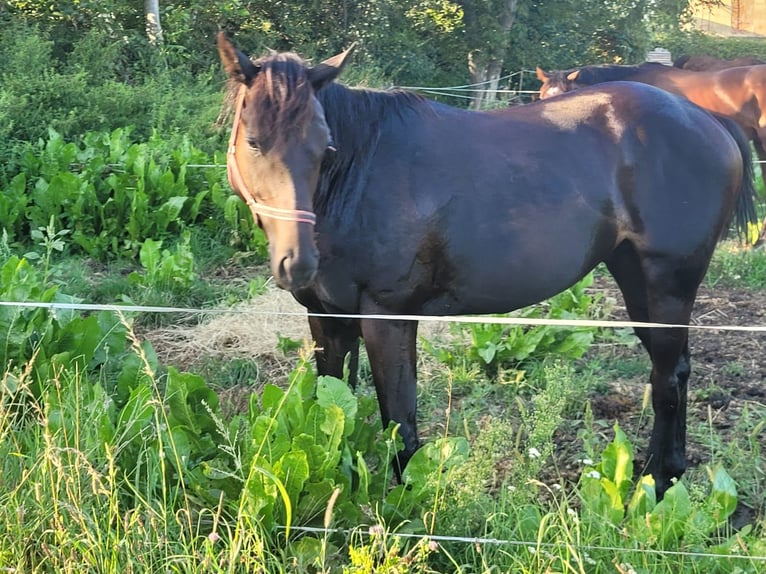 Engels volbloed Hengst 2 Jaar 164 cm Donkerbruin in Cieszków