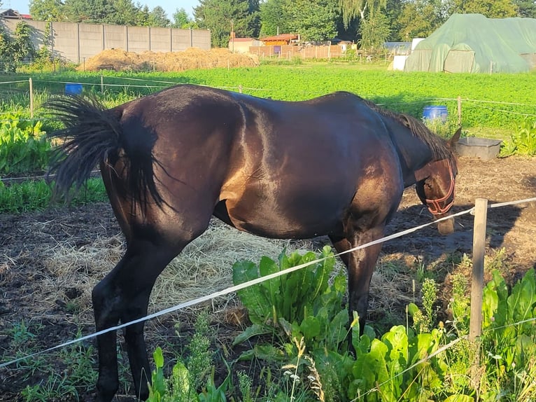 Engels volbloed Hengst 2 Jaar 164 cm Donkerbruin in Cieszków