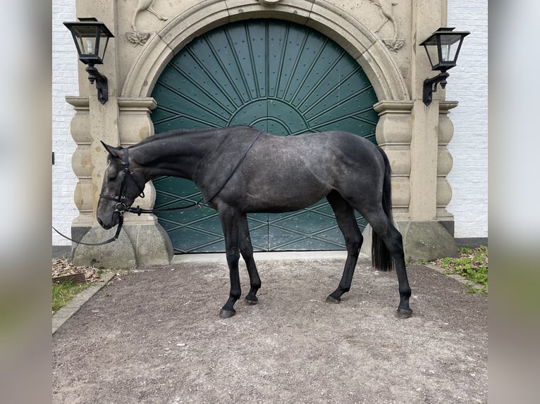 Engels volbloed Hengst 3 Jaar 158 cm Zwartschimmel in Köln
