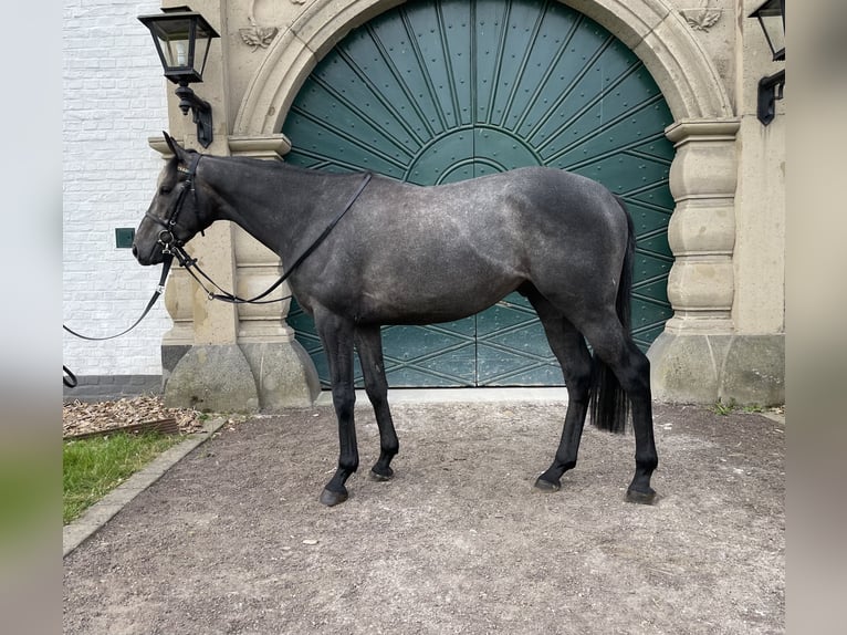 Engels volbloed Hengst 3 Jaar 158 cm Zwartschimmel in Köln