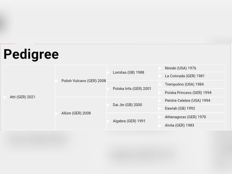 Engels volbloed Hengst 3 Jaar 162 cm Vos in Hamburg