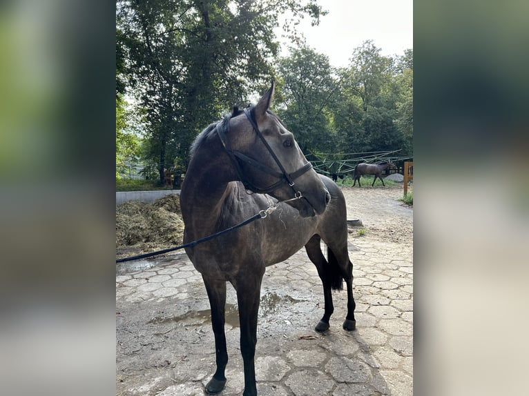 Engels volbloed Hengst 3 Jaar 165 cm Schimmel in ZakrętWarszawa