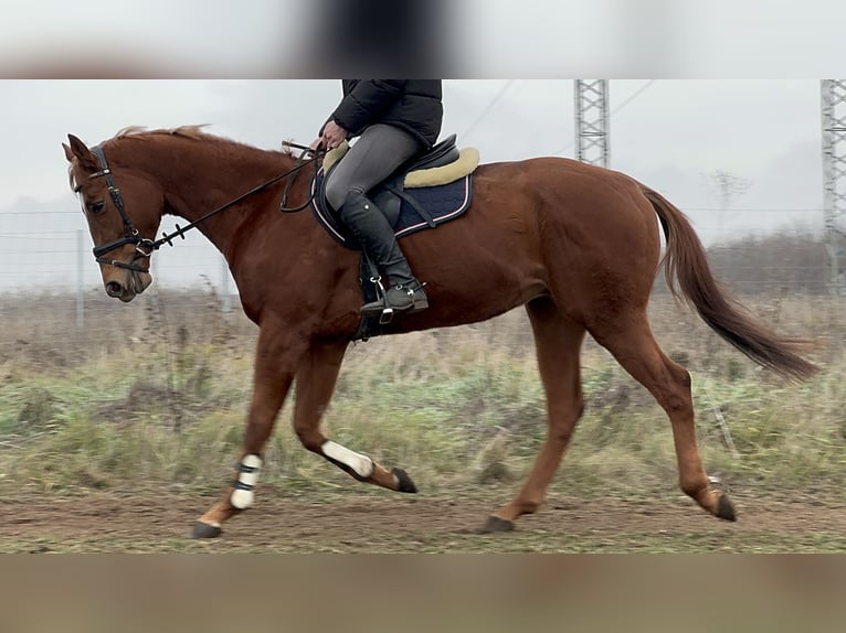 Engels volbloed Hengst 3 Jaar 168 cm Donkere-vos in Csömör