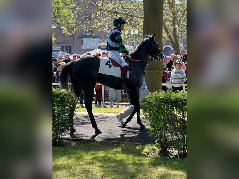 Engels volbloed Hengst 3 Jaar 170 cm Zwartschimmel in Bremen