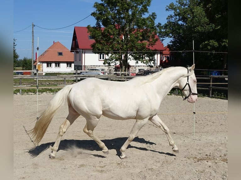 Engels volbloed Hengst 4 Jaar 156 cm Cremello in Ruila