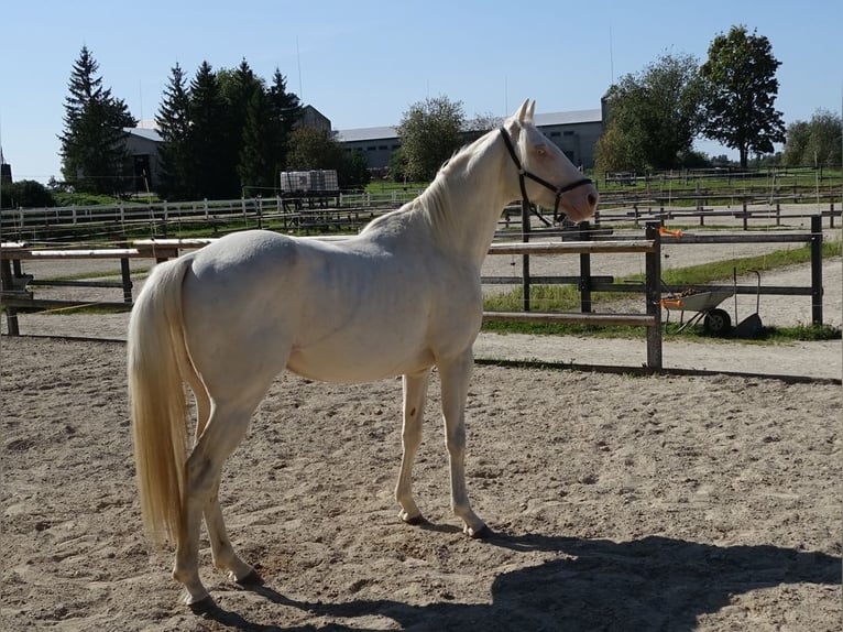 Engels volbloed Hengst 4 Jaar 156 cm Cremello in Ruila