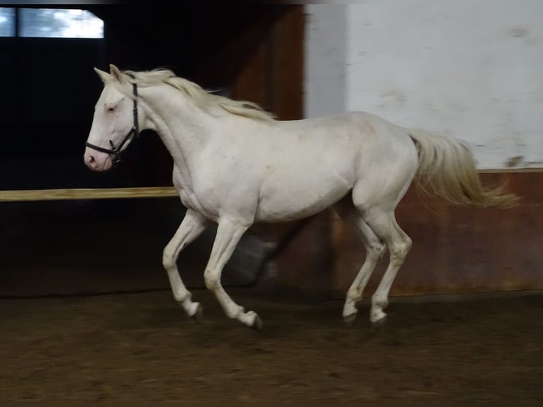 Engels volbloed Hengst 4 Jaar 156 cm Cremello in Ruila