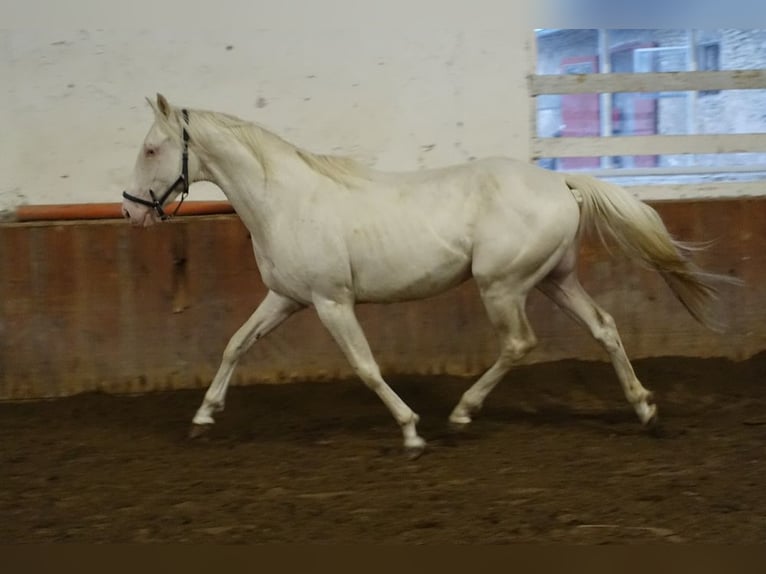 Engels volbloed Hengst 4 Jaar 156 cm Cremello in Ruila