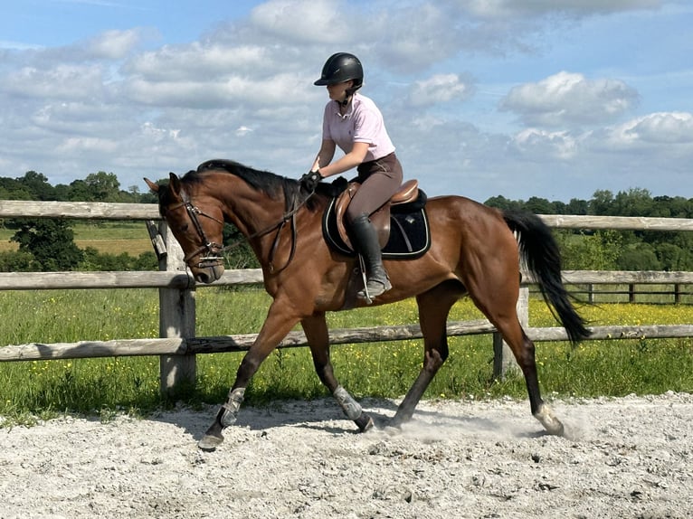 Engels volbloed Hengst 5 Jaar 165 cm Bruin in mézidon canon